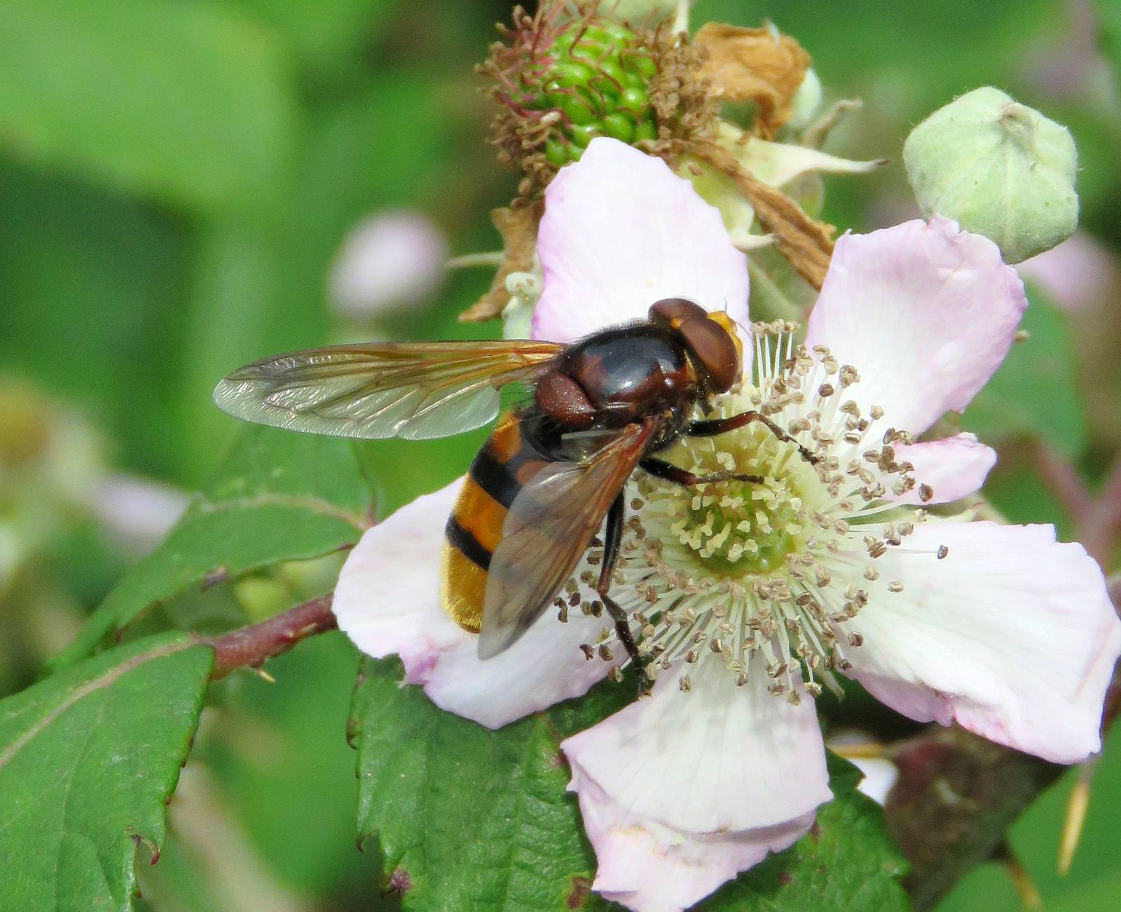 Insect Taxonomy and Field Sampling Skills | Oxford Lifelong Learning ...