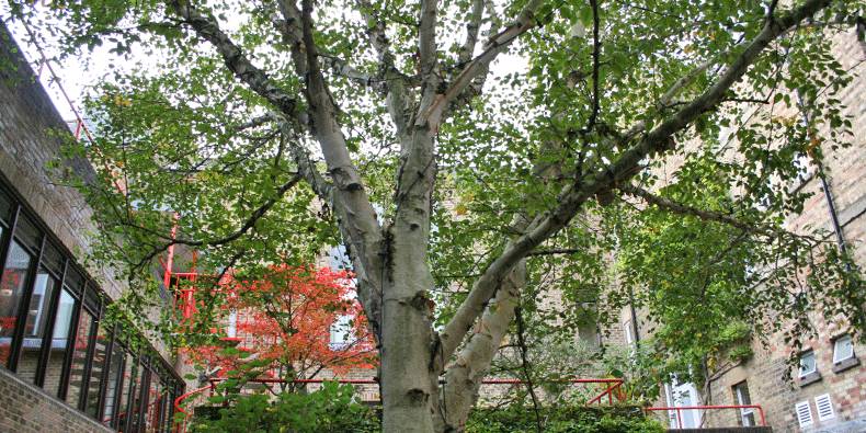 Silver Birch Tree Silver Birch Tree