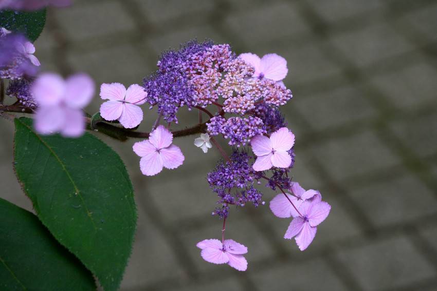 Hydrangea Hydrangea