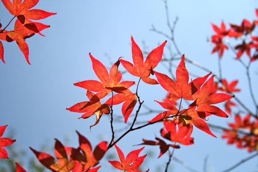 Maple Maple