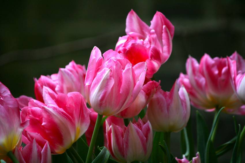 Tulips Tulips