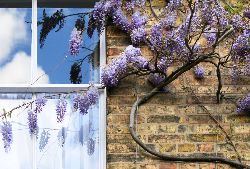Wisteria Wisteria